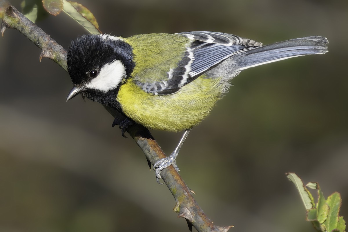 Green-backed Tit - ML619768297