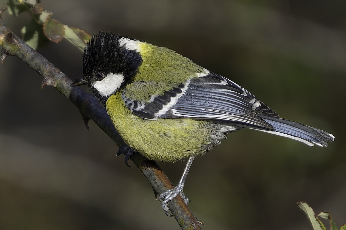 Green-backed Tit - ML619768298