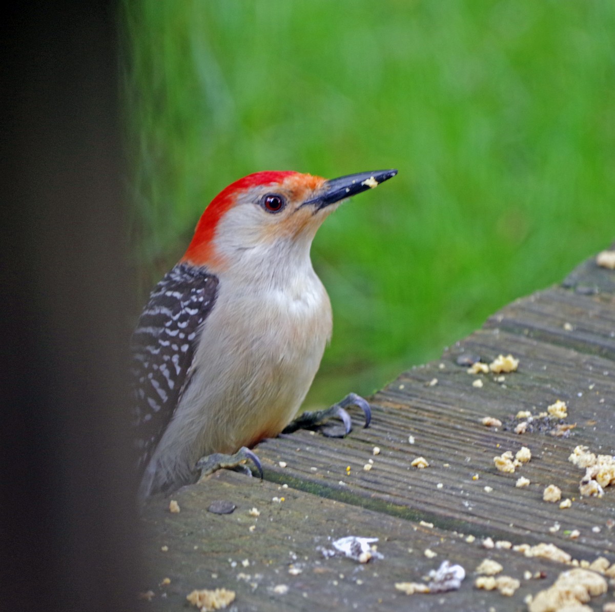 Red-bellied Woodpecker - ML619768351