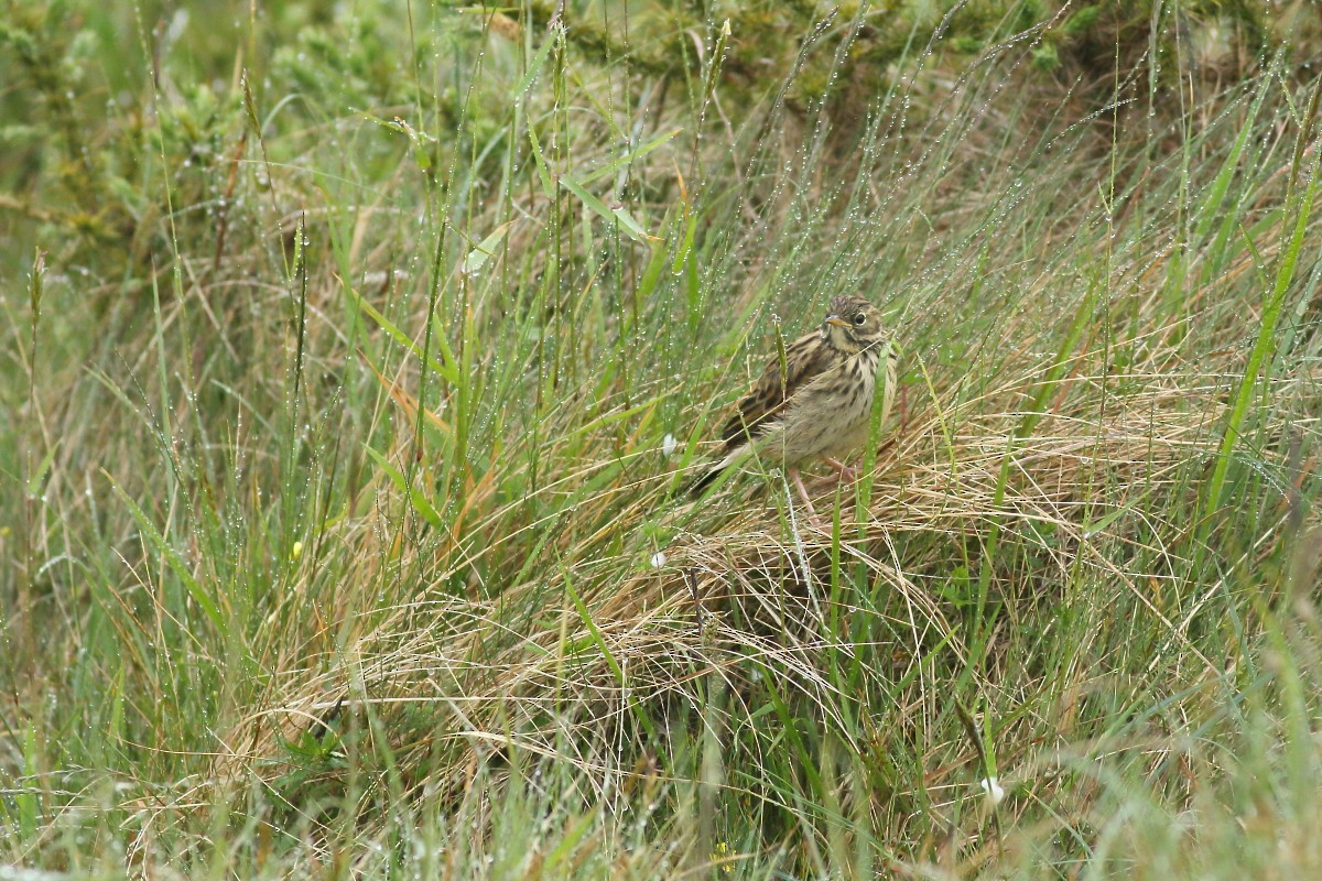 Meadow Pipit - ML619768355