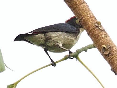 Scarlet-backed Flowerpecker - ML619768356