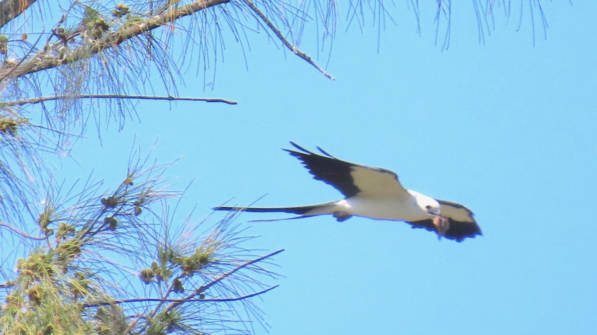 Swallow-tailed Kite - ML619768370