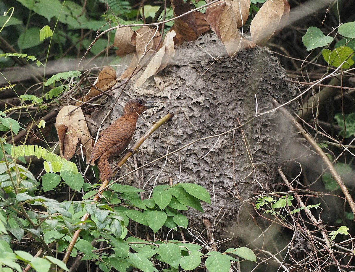 Rufous Woodpecker - ML619768391