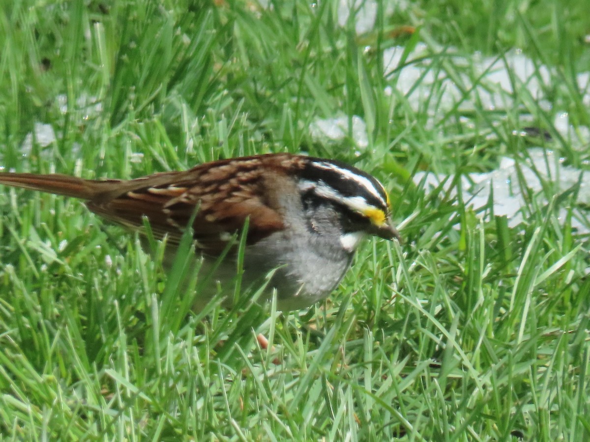 White-throated Sparrow - ML619768399