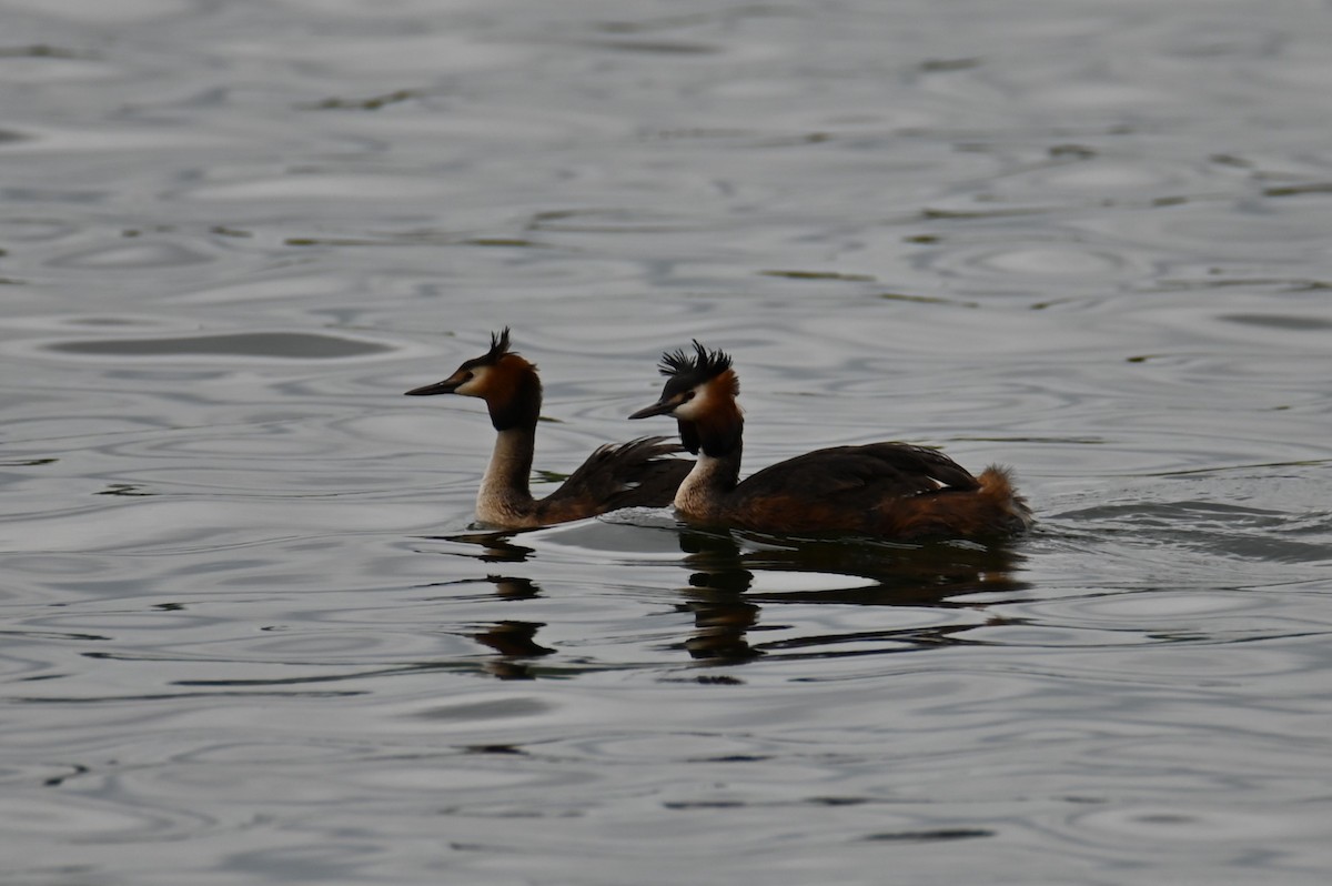 Great Crested Grebe - ML619768417