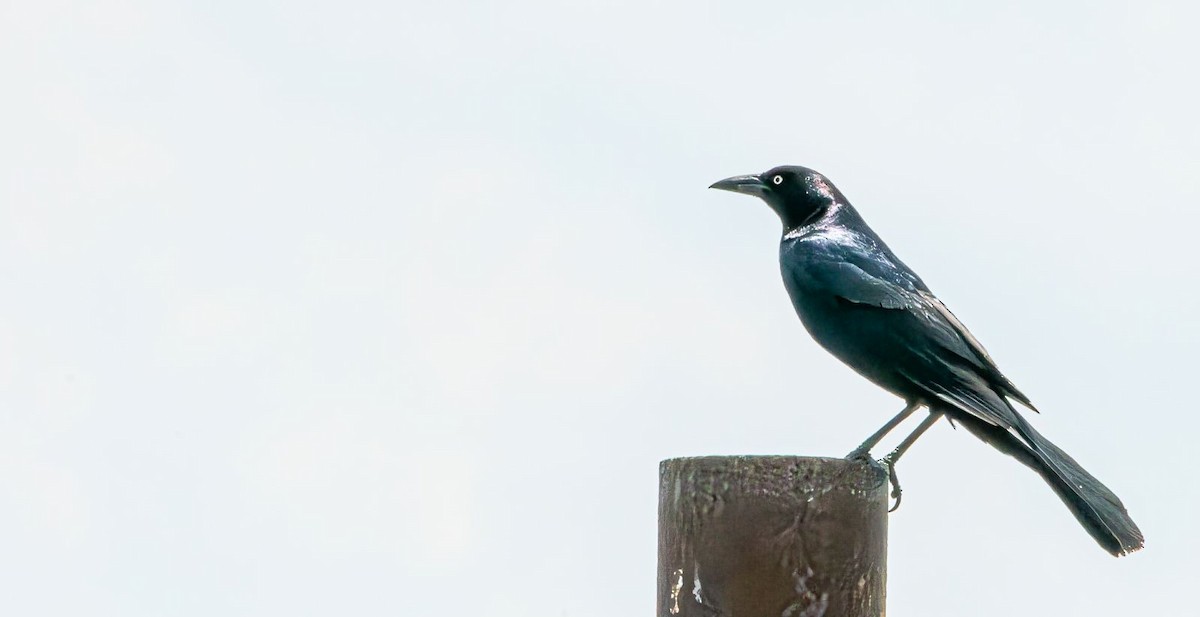 Boat-tailed Grackle - ML619768441