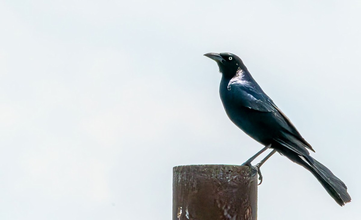 Boat-tailed Grackle - ML619768443