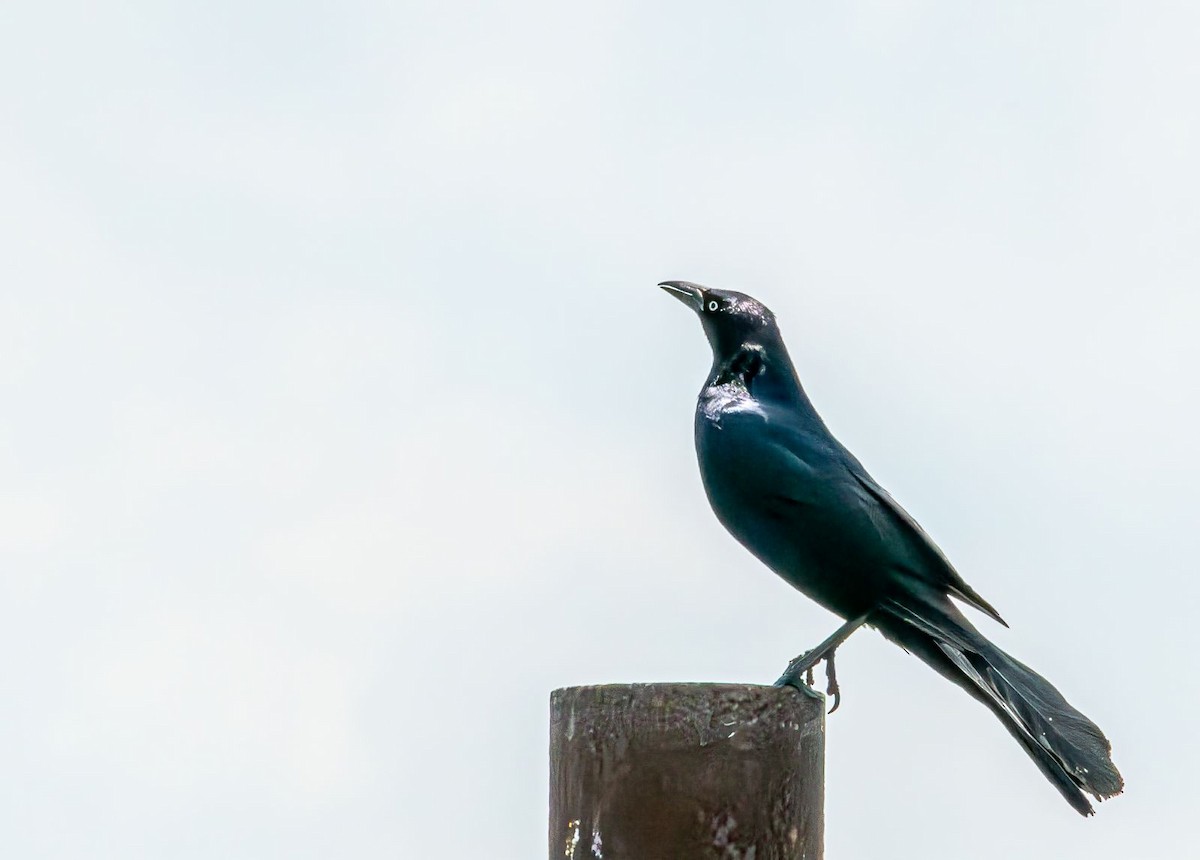 Boat-tailed Grackle - ML619768444