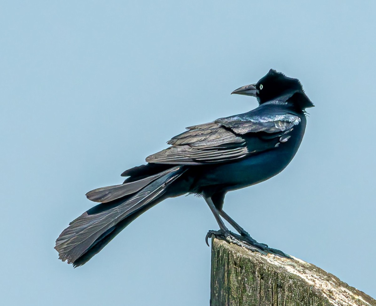 Boat-tailed Grackle - ML619768445