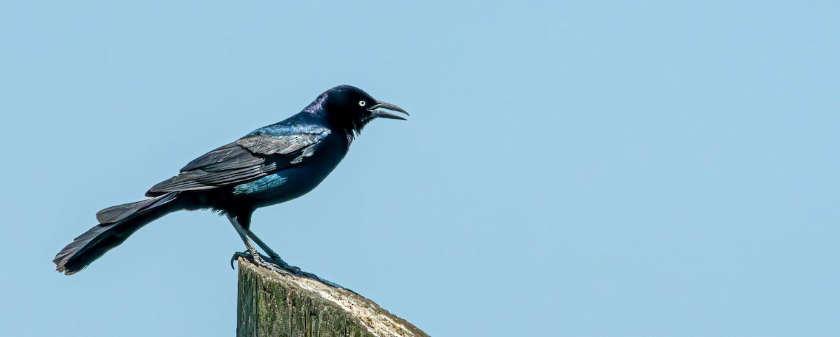 Boat-tailed Grackle - ML619768446