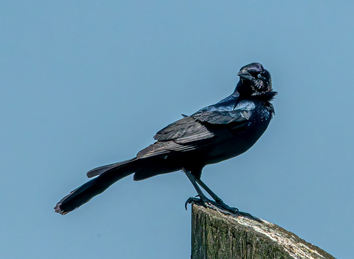 Boat-tailed Grackle - ML619768447