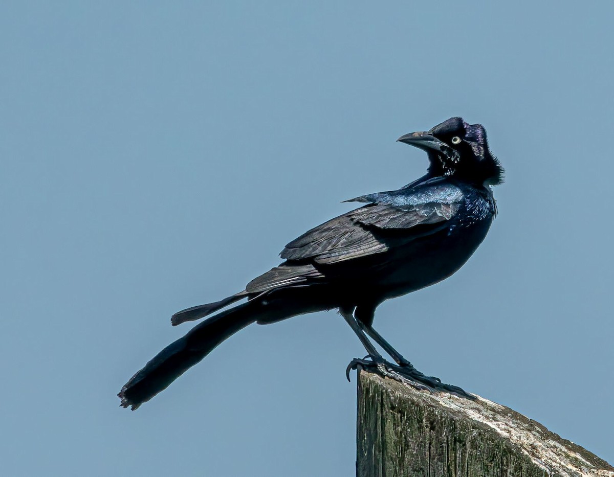 Boat-tailed Grackle - ML619768448