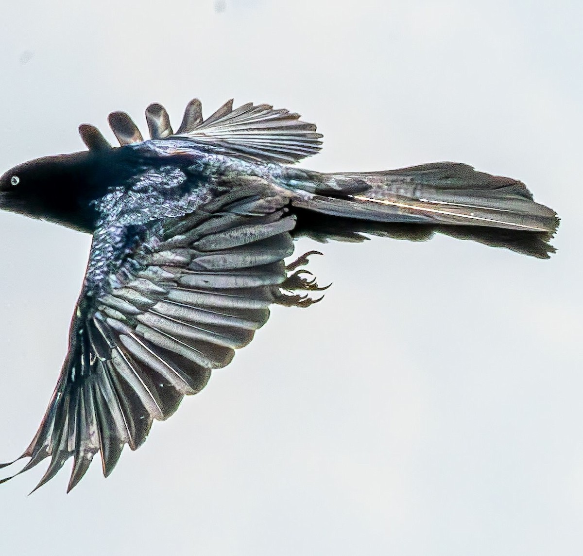 Boat-tailed Grackle - ML619768449