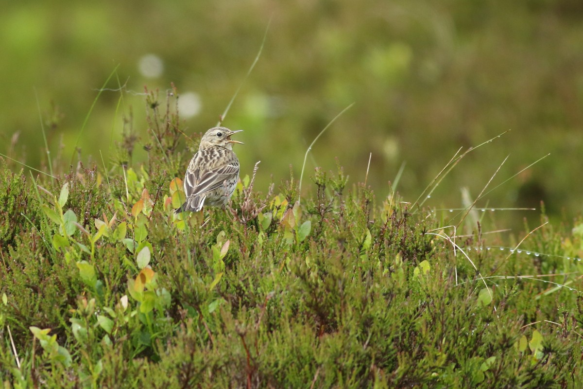 Meadow Pipit - ML619768456