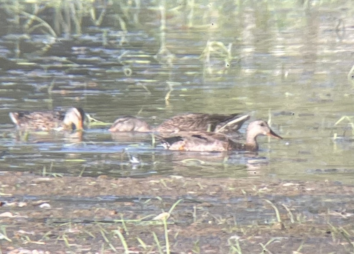 eBird Checklist 29 May 2024 Higley and Ocotillo Rds. ponds 36