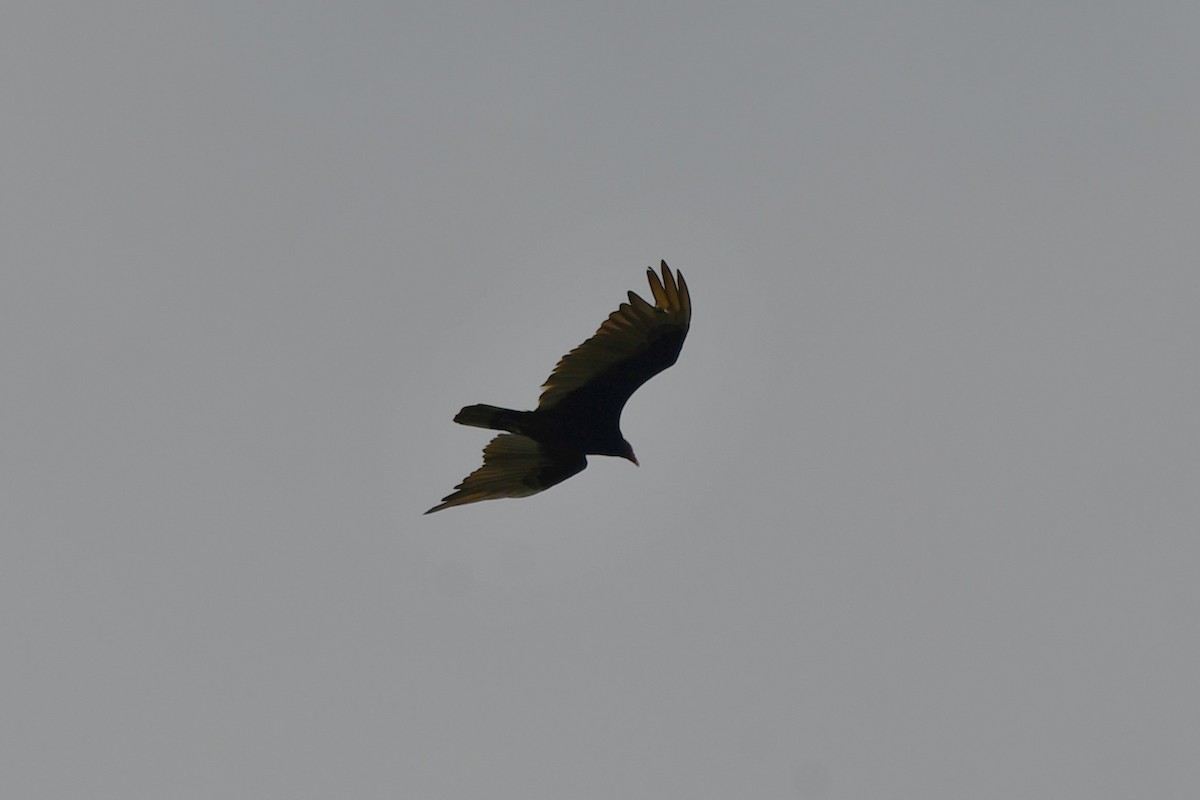 Turkey Vulture - ML619768512