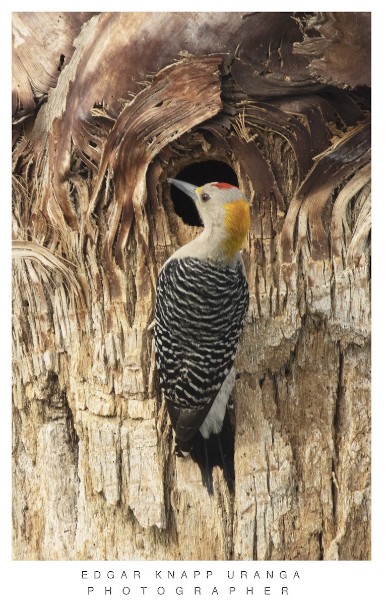 Golden-fronted Woodpecker - ML619768531