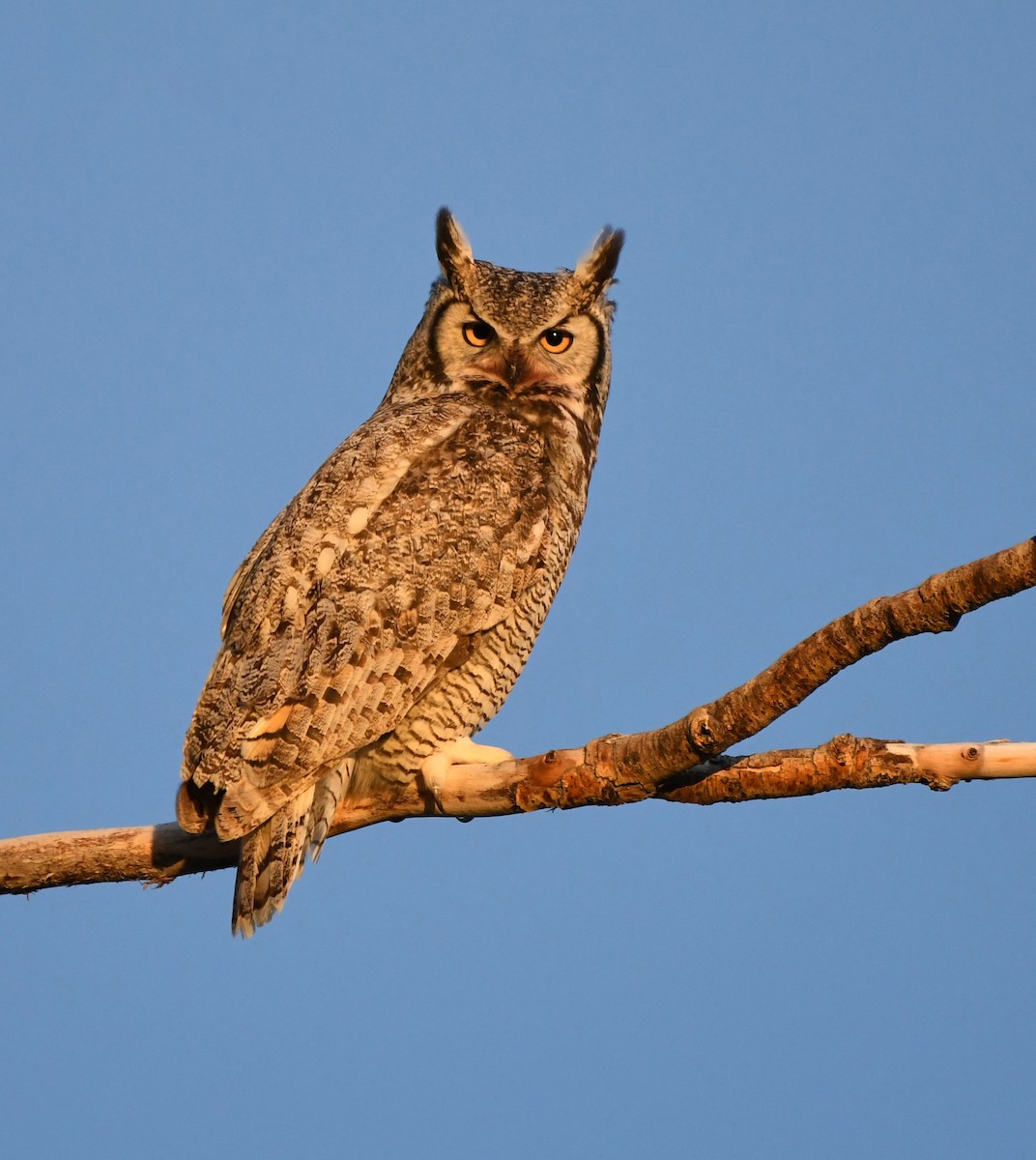 Great Horned Owl - ML619768541