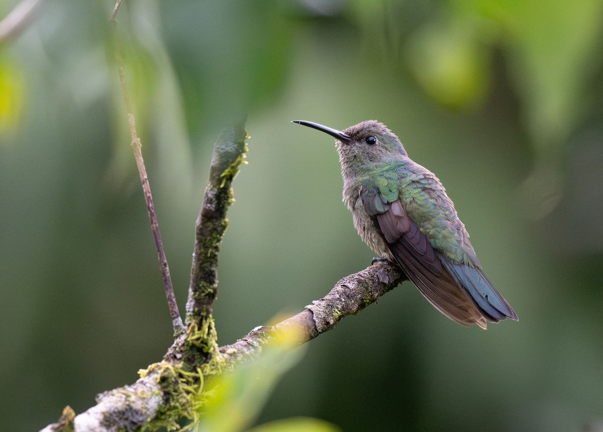Scaly-breasted Hummingbird - ML619768545