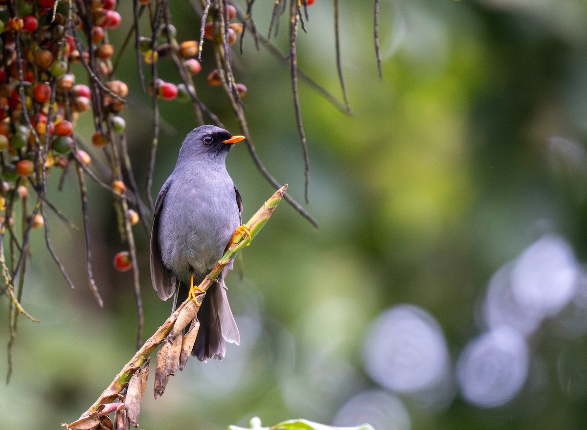 Black-faced Solitaire - ML619768563