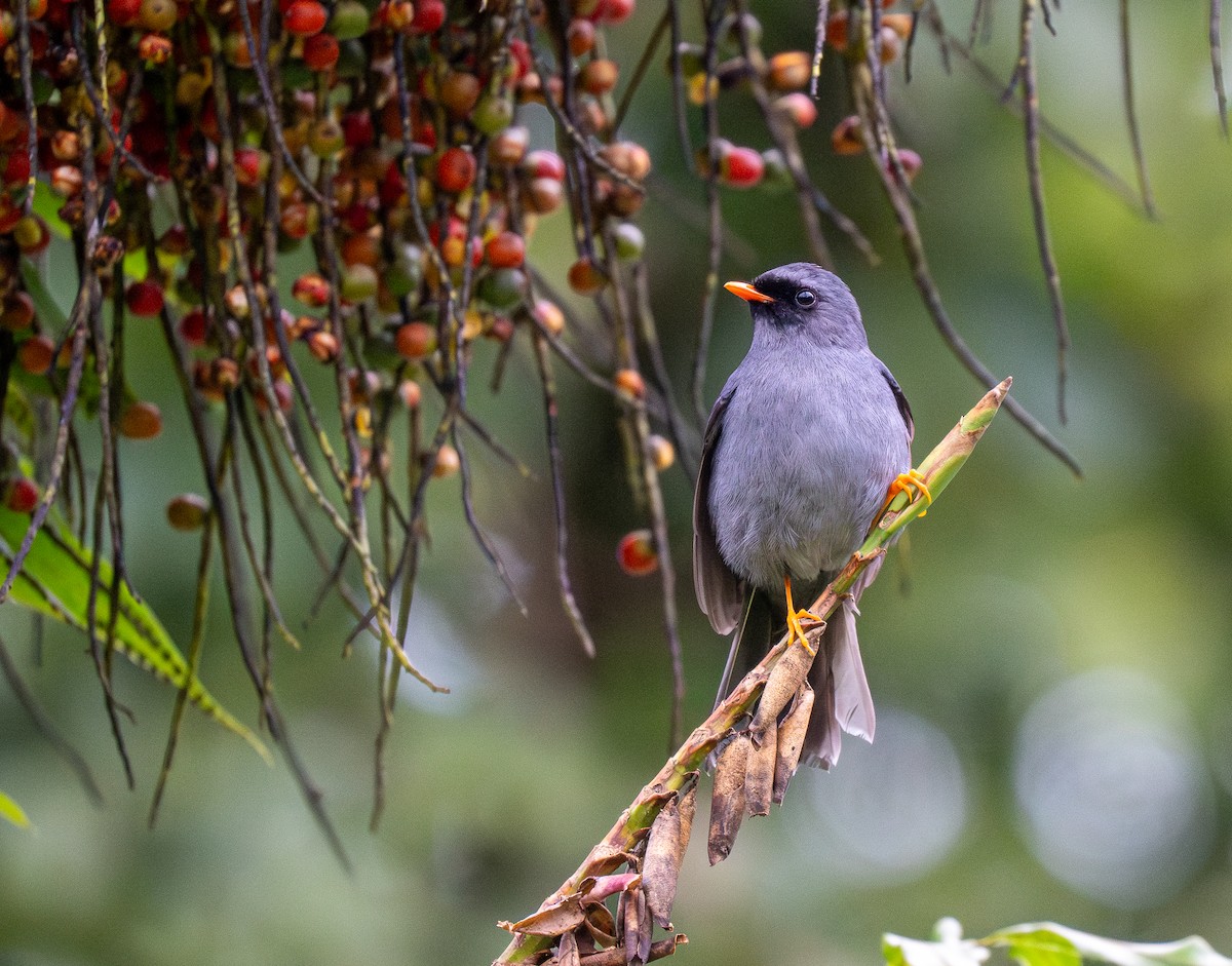 Black-faced Solitaire - ML619768564