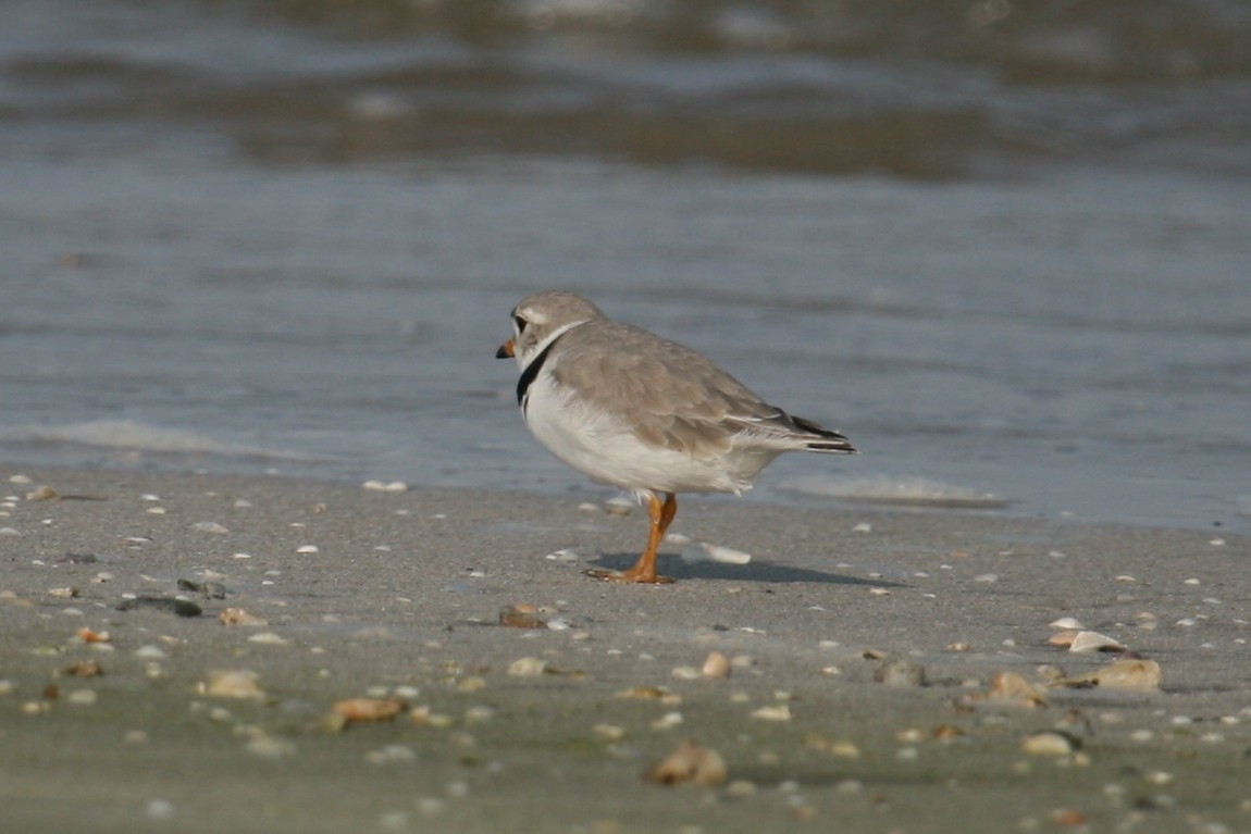 Piping Plover - ML619768570