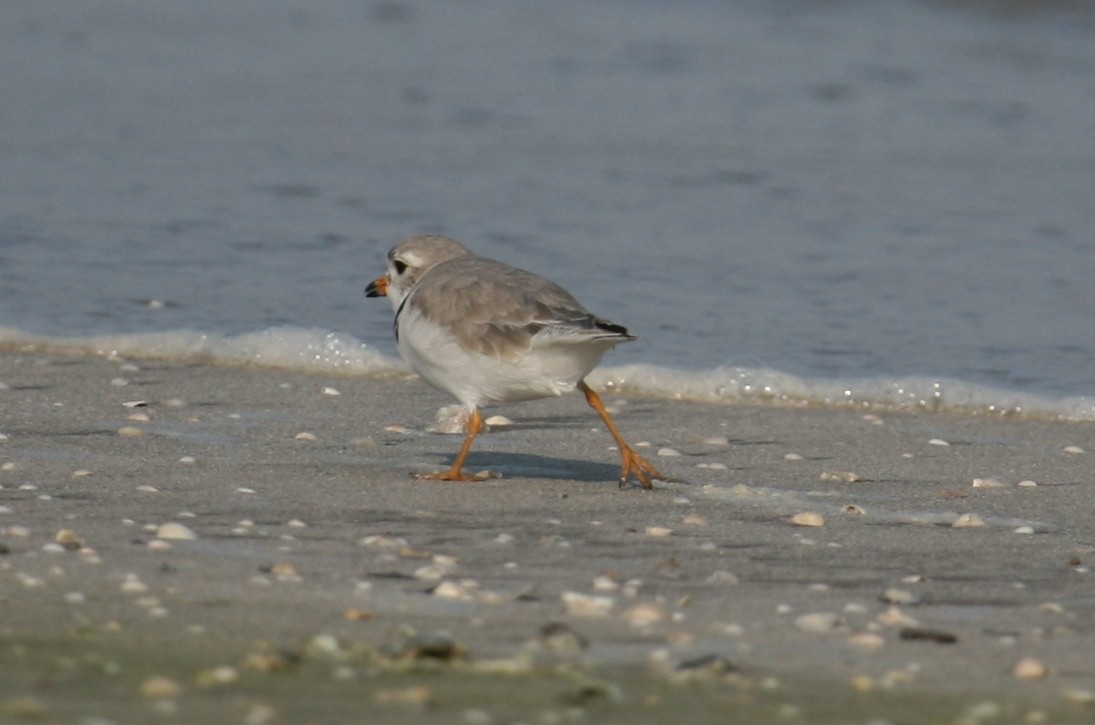 Piping Plover - ML619768581