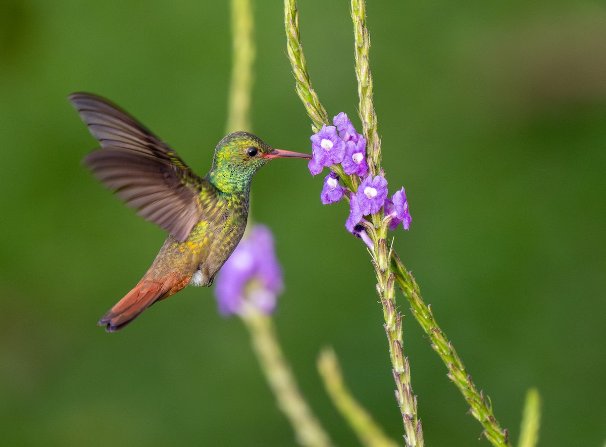 Rufous-tailed Hummingbird - ML619768597