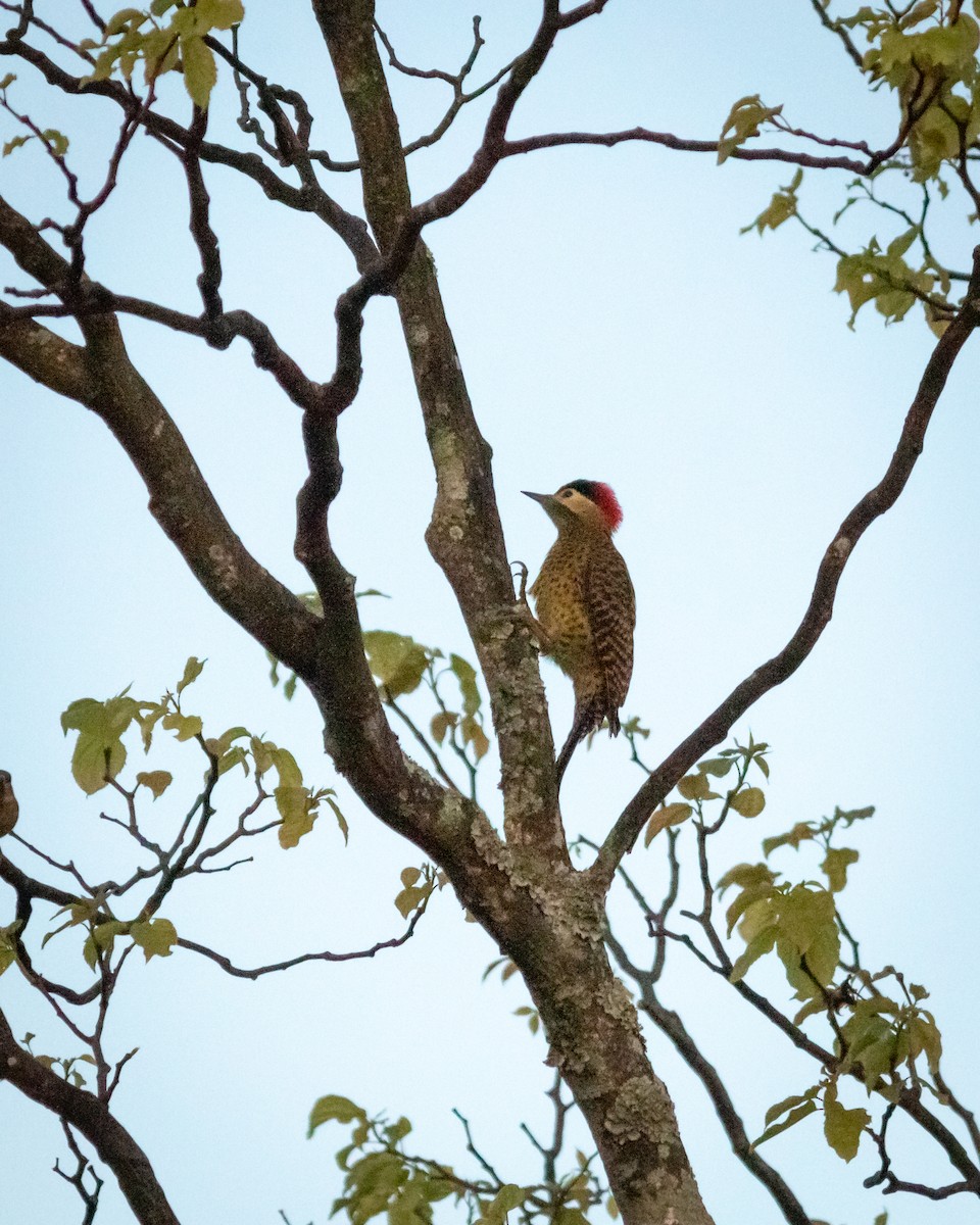 Green-barred Woodpecker - ML619768621