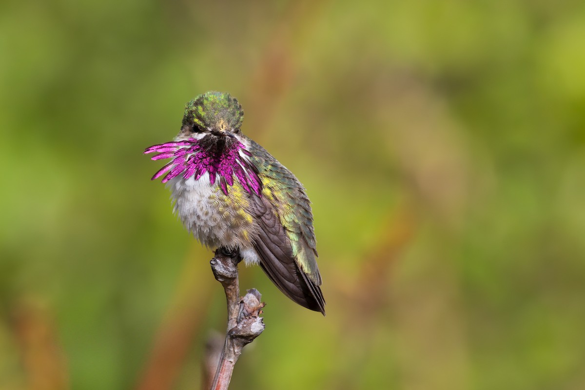 Calliope Hummingbird - ML619768624