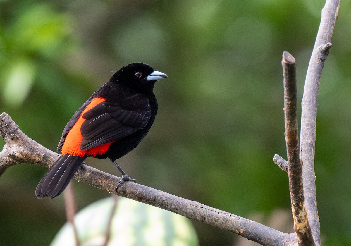 Scarlet-rumped Tanager (Passerini's) - ML619768648