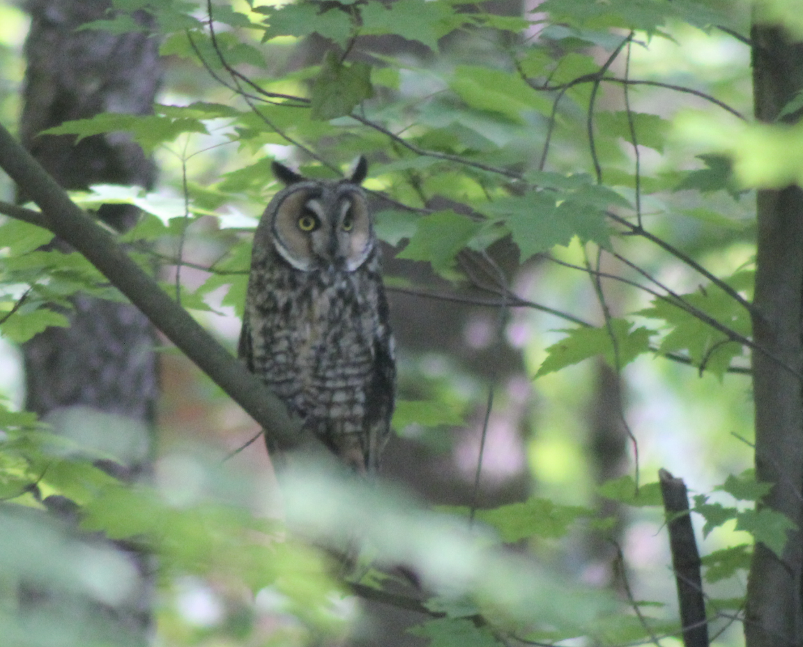 Long-eared Owl - ML619768650