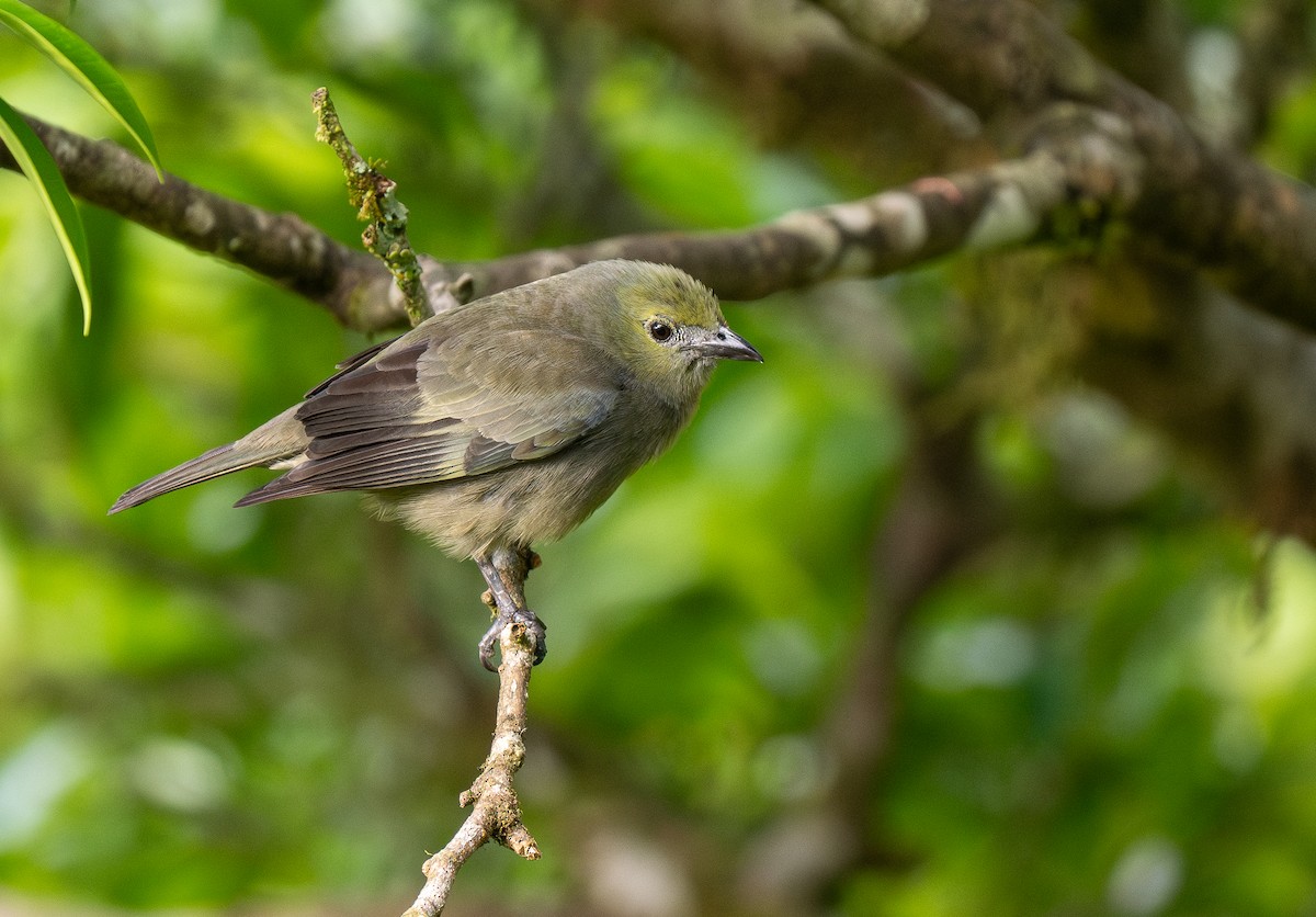 Palm Tanager - ML619768651