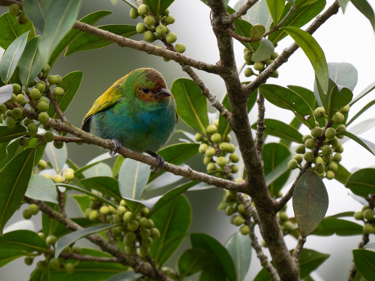 Bay-headed Tanager - ML619768657