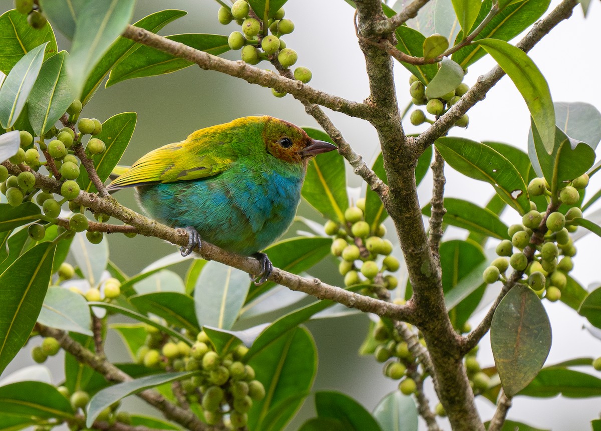 Bay-headed Tanager - ML619768658