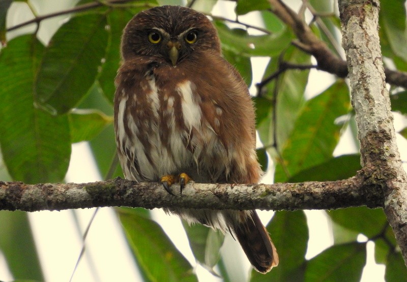 Ferruginous Pygmy-Owl - ML619768661