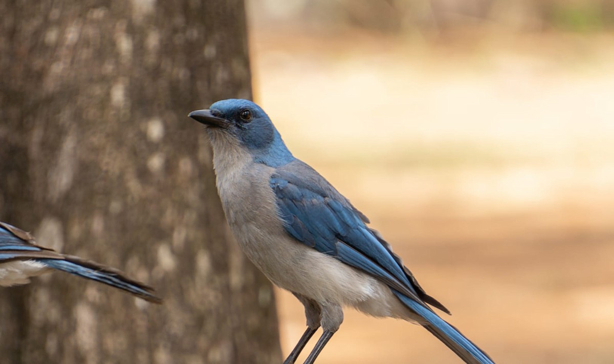 Mexican Jay - ML619768662