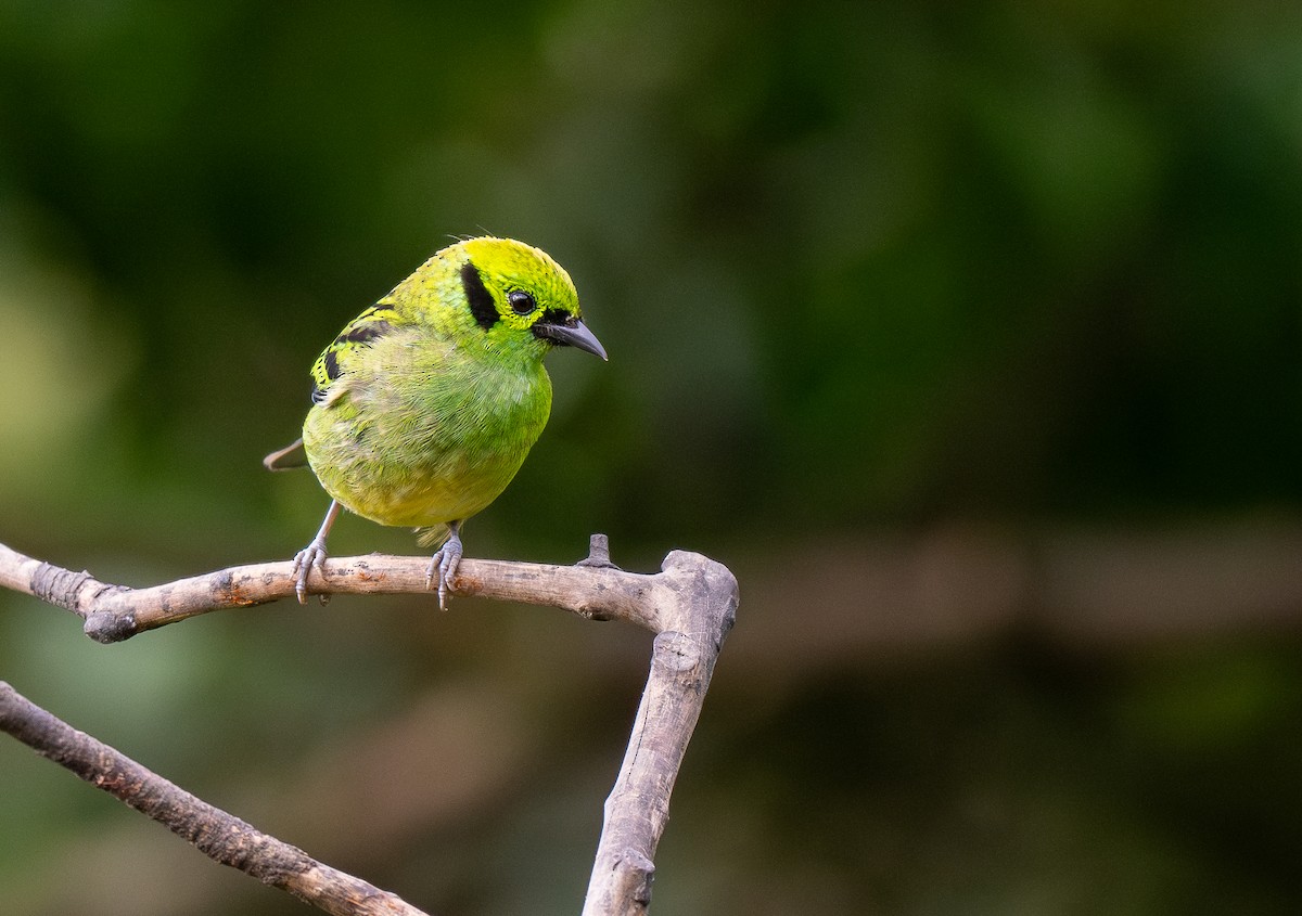 Emerald Tanager - ML619768663