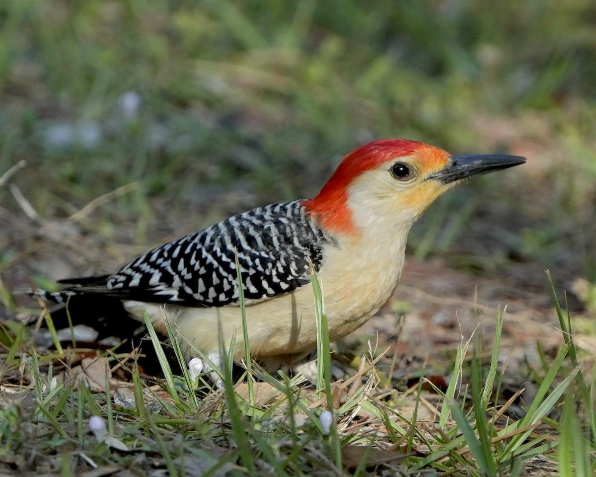 Red-bellied Woodpecker - ML619768681