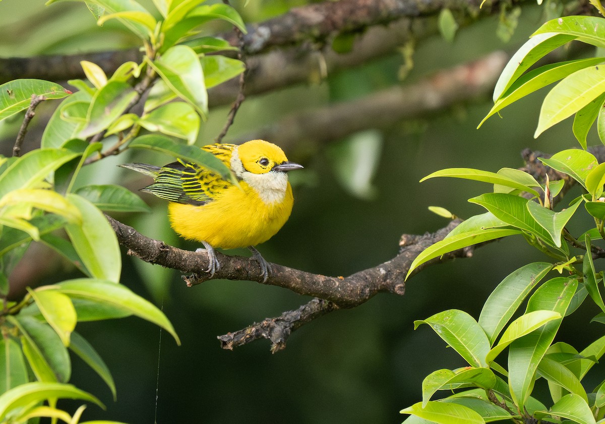 Silver-throated Tanager - ML619768684