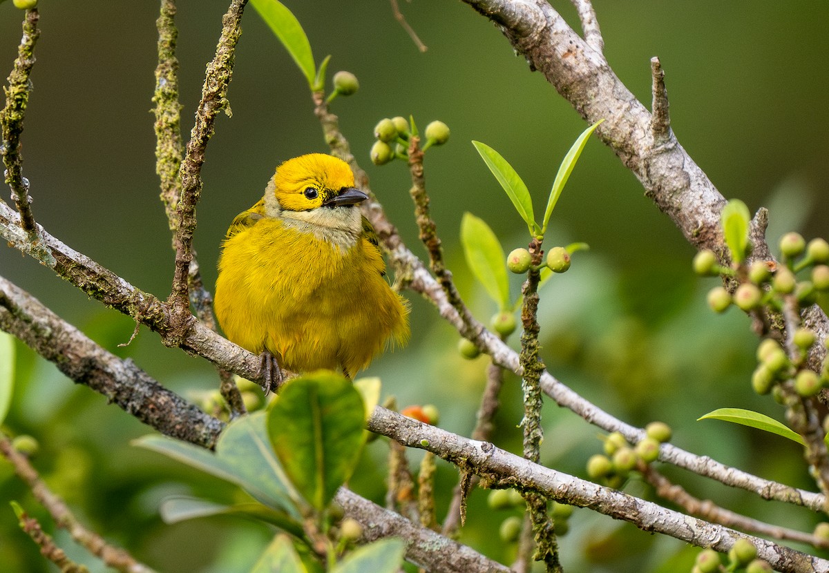 Silver-throated Tanager - ML619768685