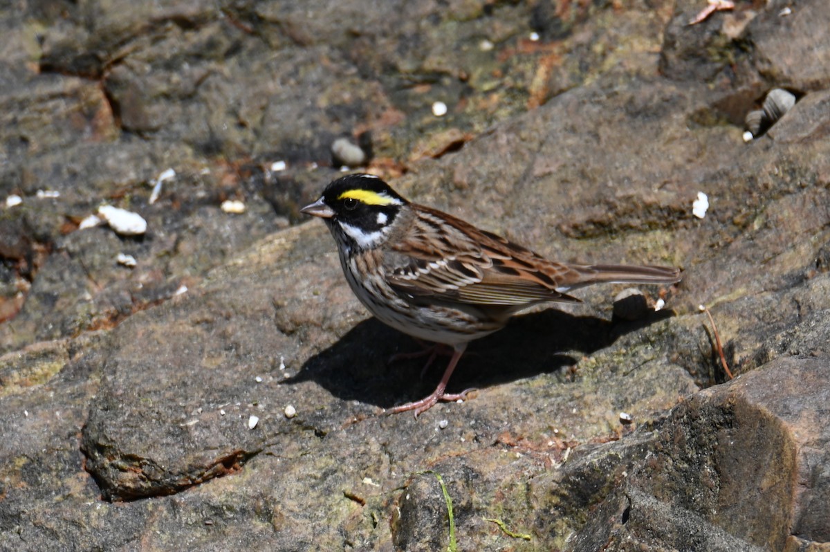 Yellow-browed Bunting - ML619768714