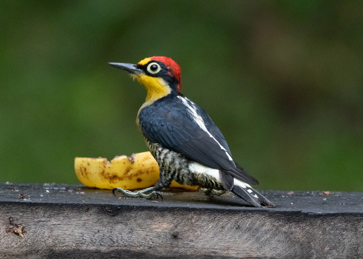 Yellow-fronted Woodpecker - ML619768746
