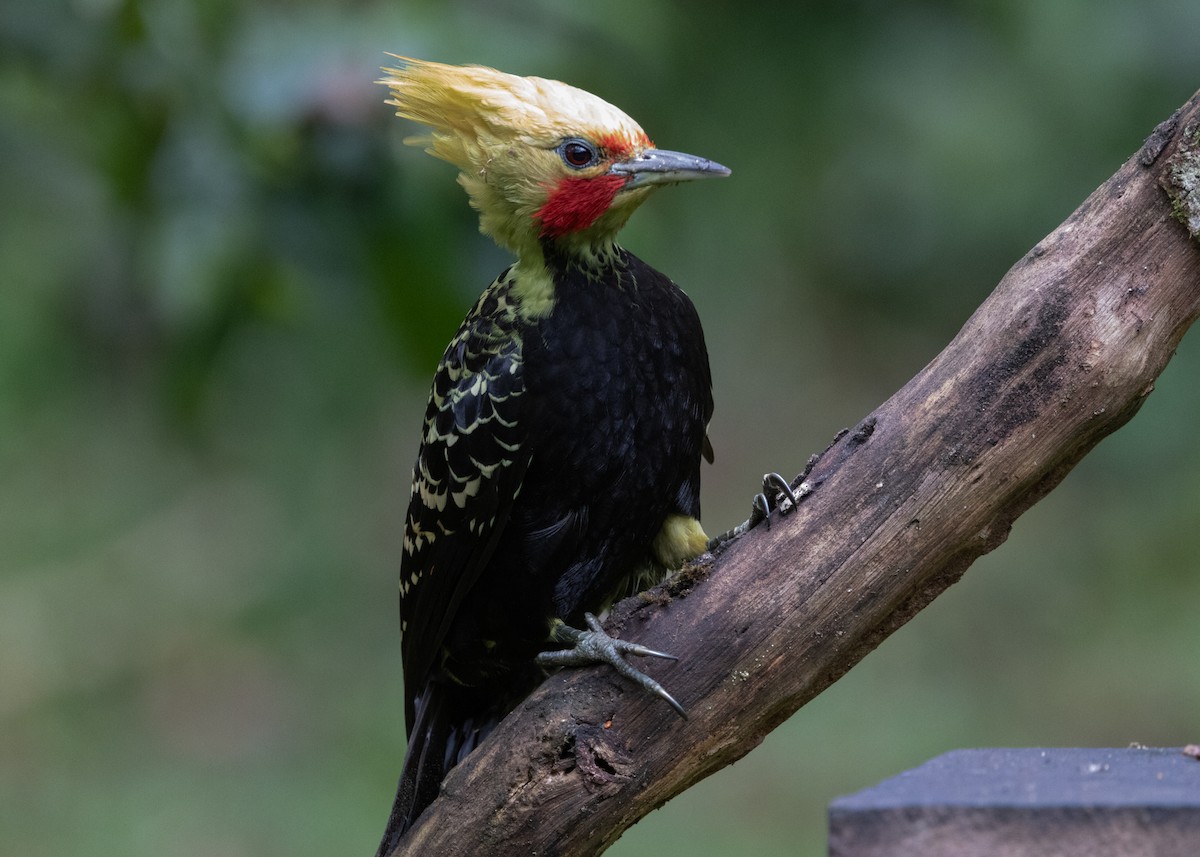 Blond-crested Woodpecker - ML619768795