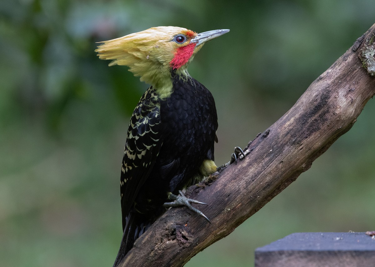 Blond-crested Woodpecker - ML619768796