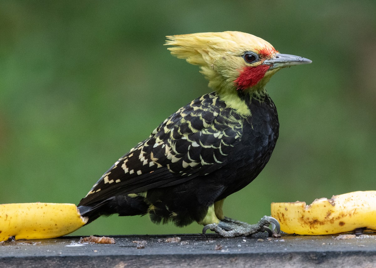 Blond-crested Woodpecker - ML619768799