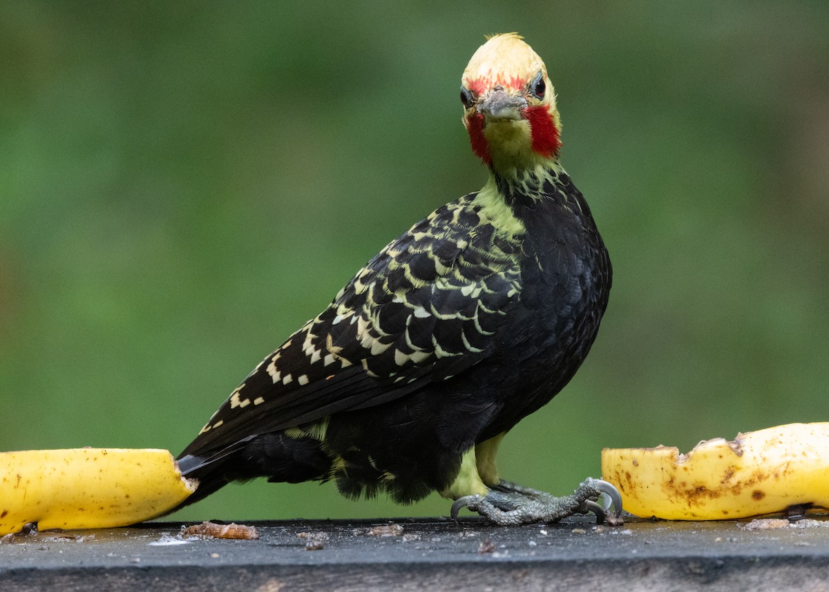 Blond-crested Woodpecker - ML619768800