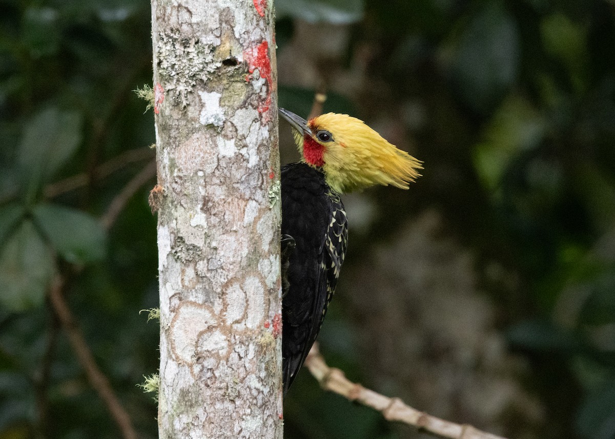 Blond-crested Woodpecker - ML619768803