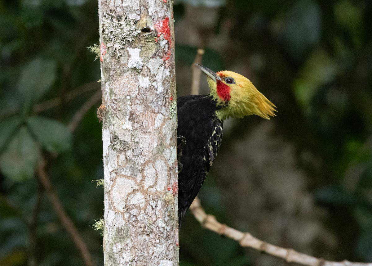 Blond-crested Woodpecker - ML619768804