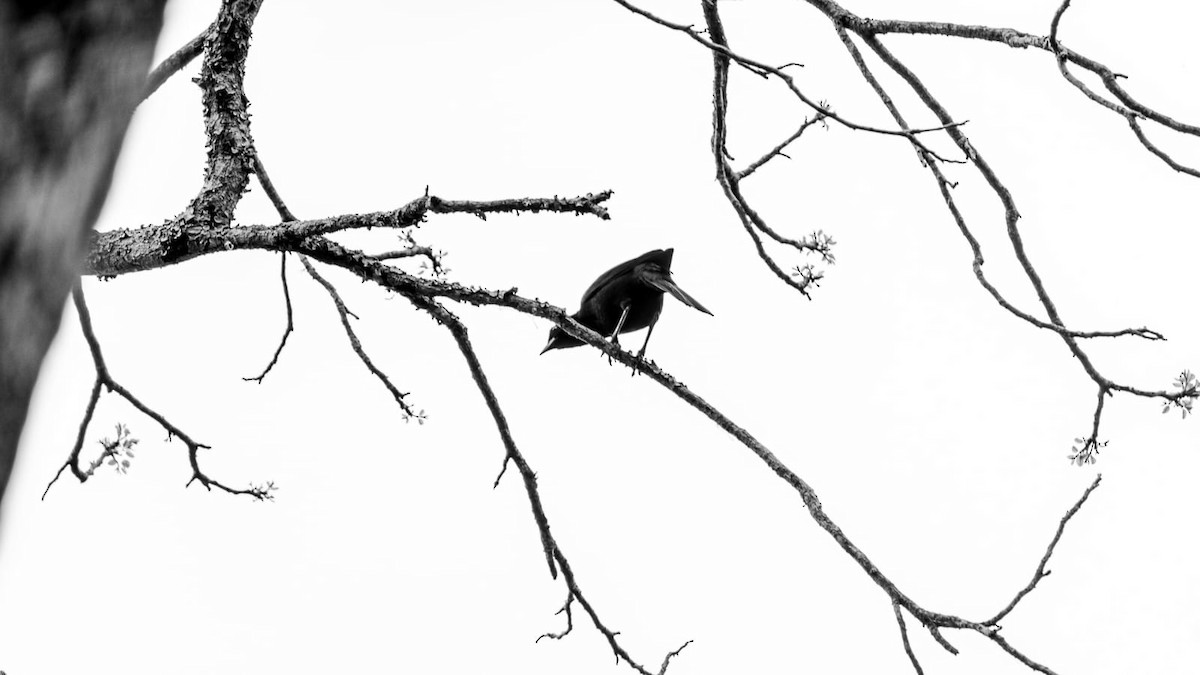 Melodious Blackbird - ML619768914